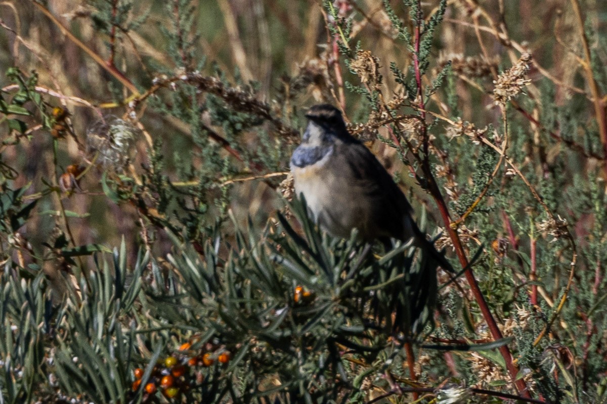 Bluethroat - ML609196485