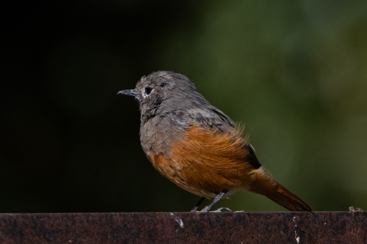 Black Redstart - ML609196486