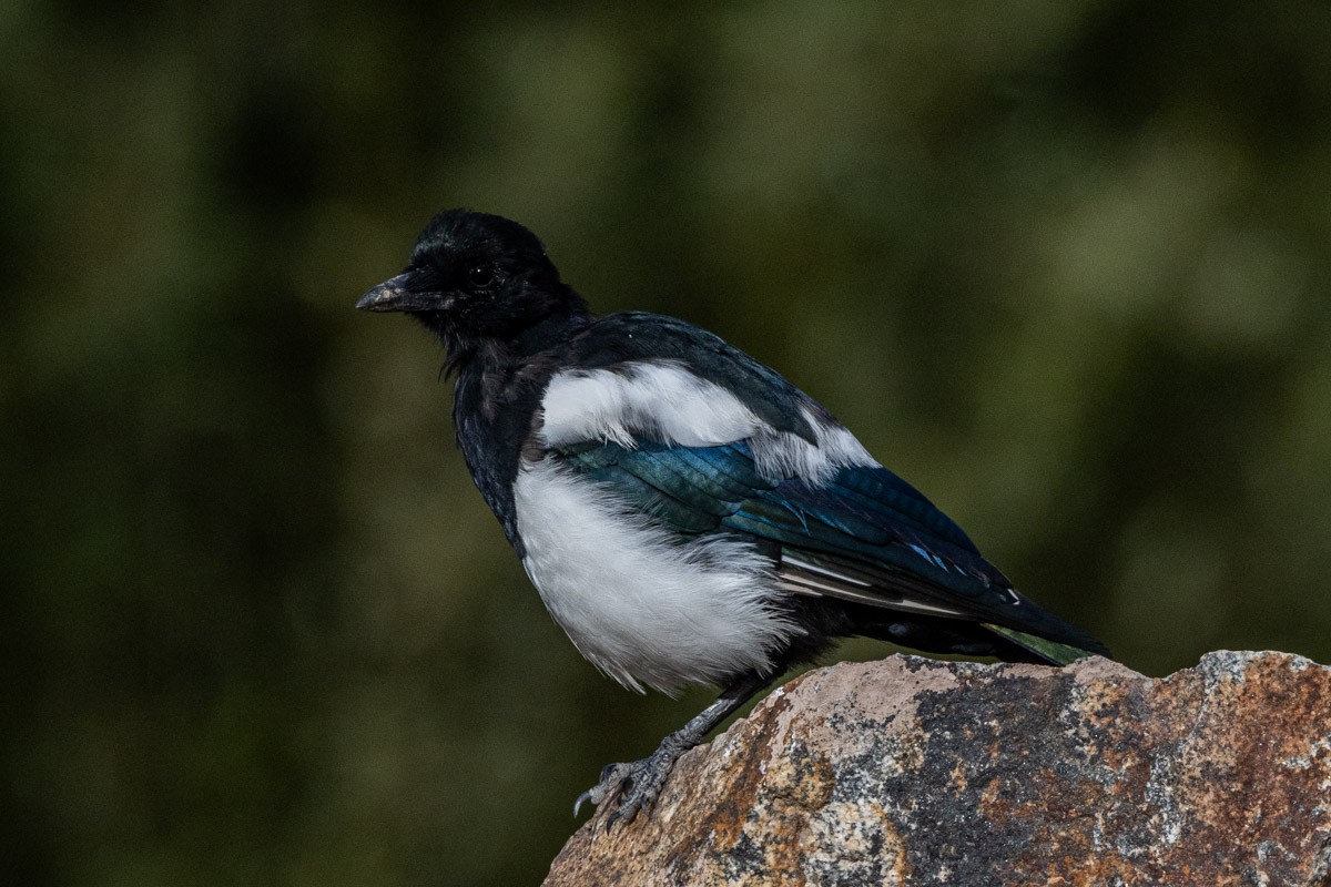 Eurasian Magpie - ML609196529