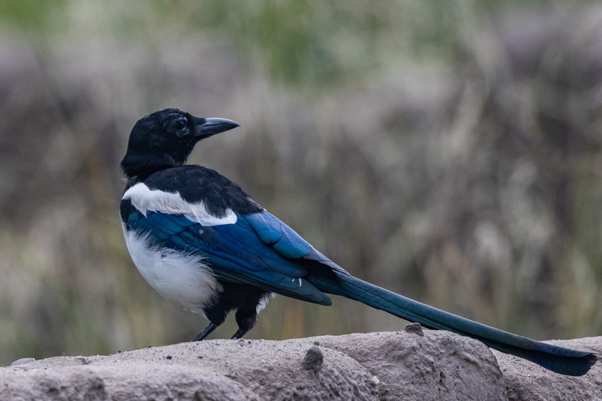 Eurasian Magpie - ML609196531