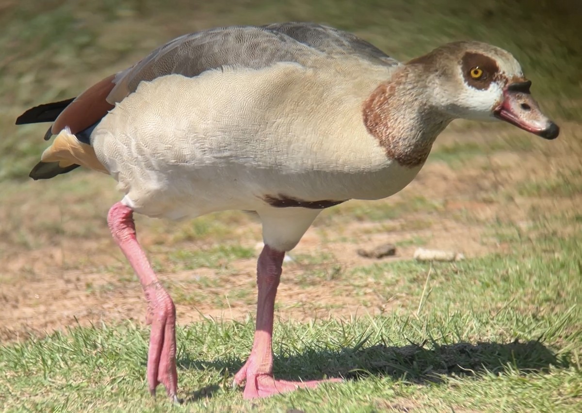 Egyptian Goose - ML609196532