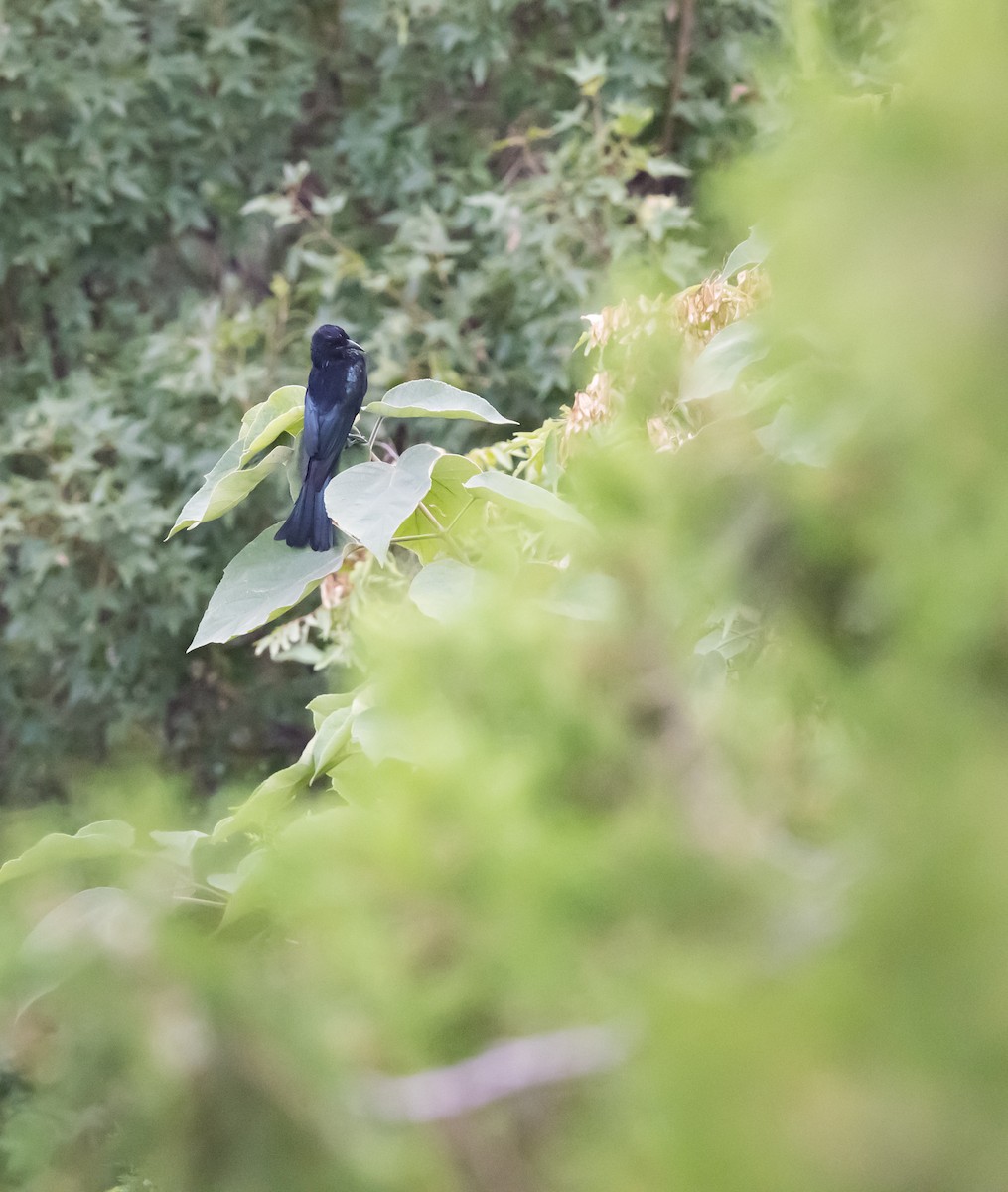 Hair-crested Drongo - ML609196588