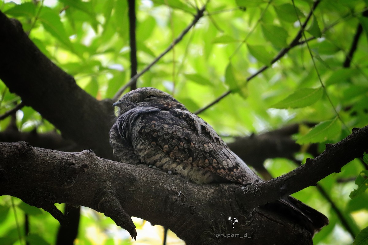 Jungle Nightjar - ML609196648