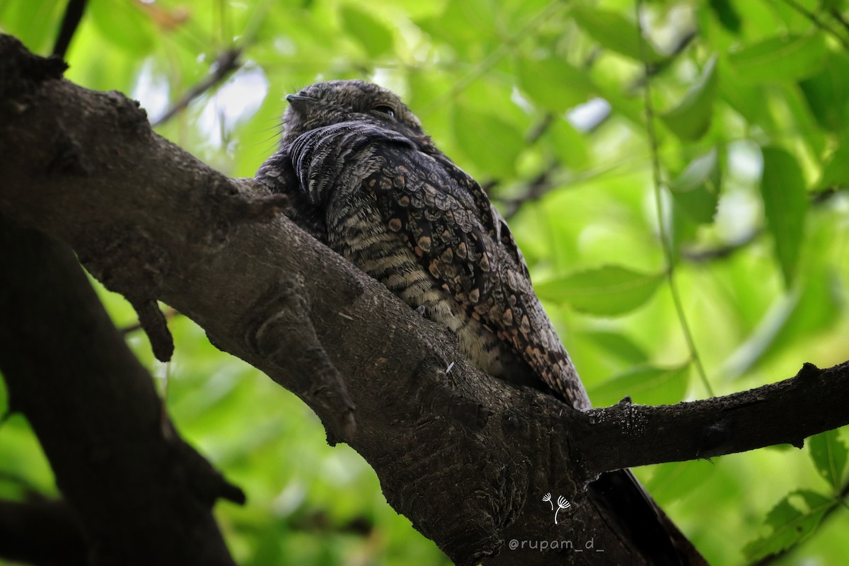 Jungle Nightjar - ML609196649