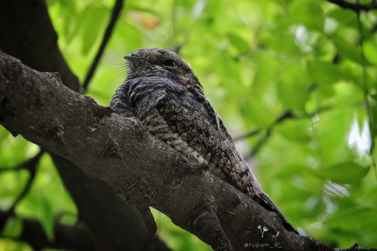 Jungle Nightjar - ML609196651