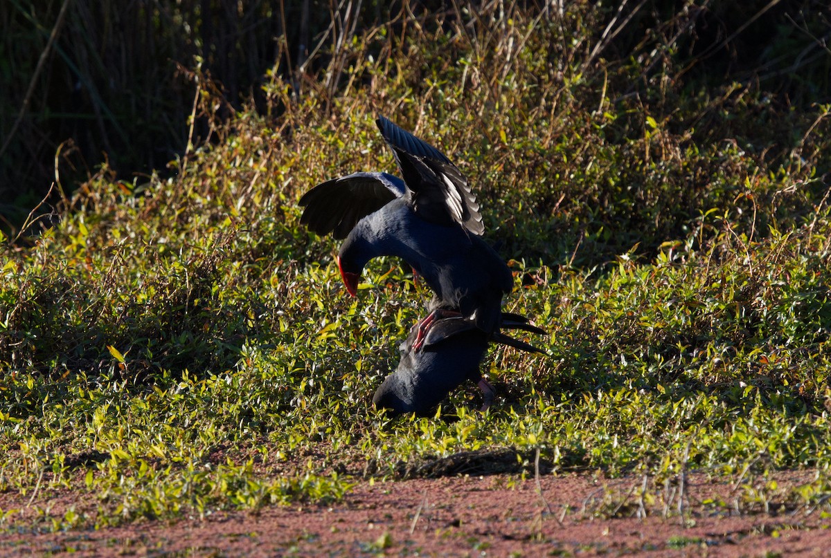 Australasian Swamphen - Esteban Martinez Fredes