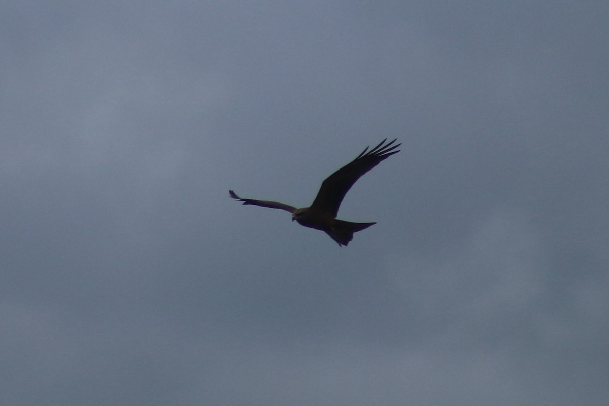 黑鳶 - ML609196764