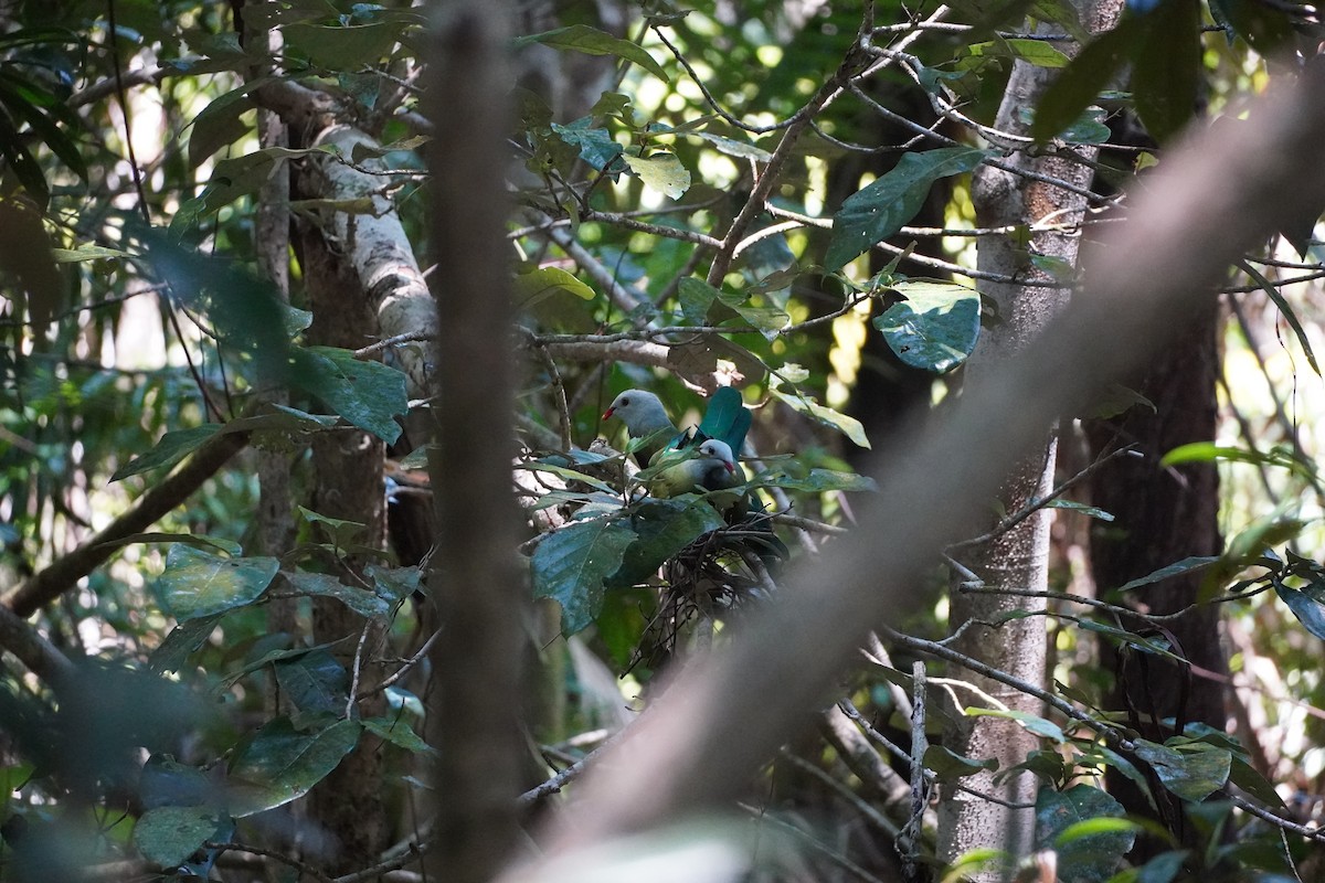 Wompoo Fruit-Dove - ML609196787