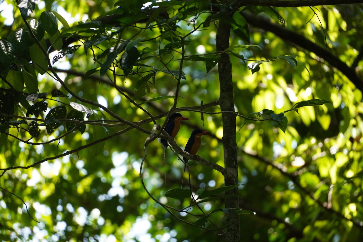 Buff-breasted Paradise-Kingfisher - Matt Egan