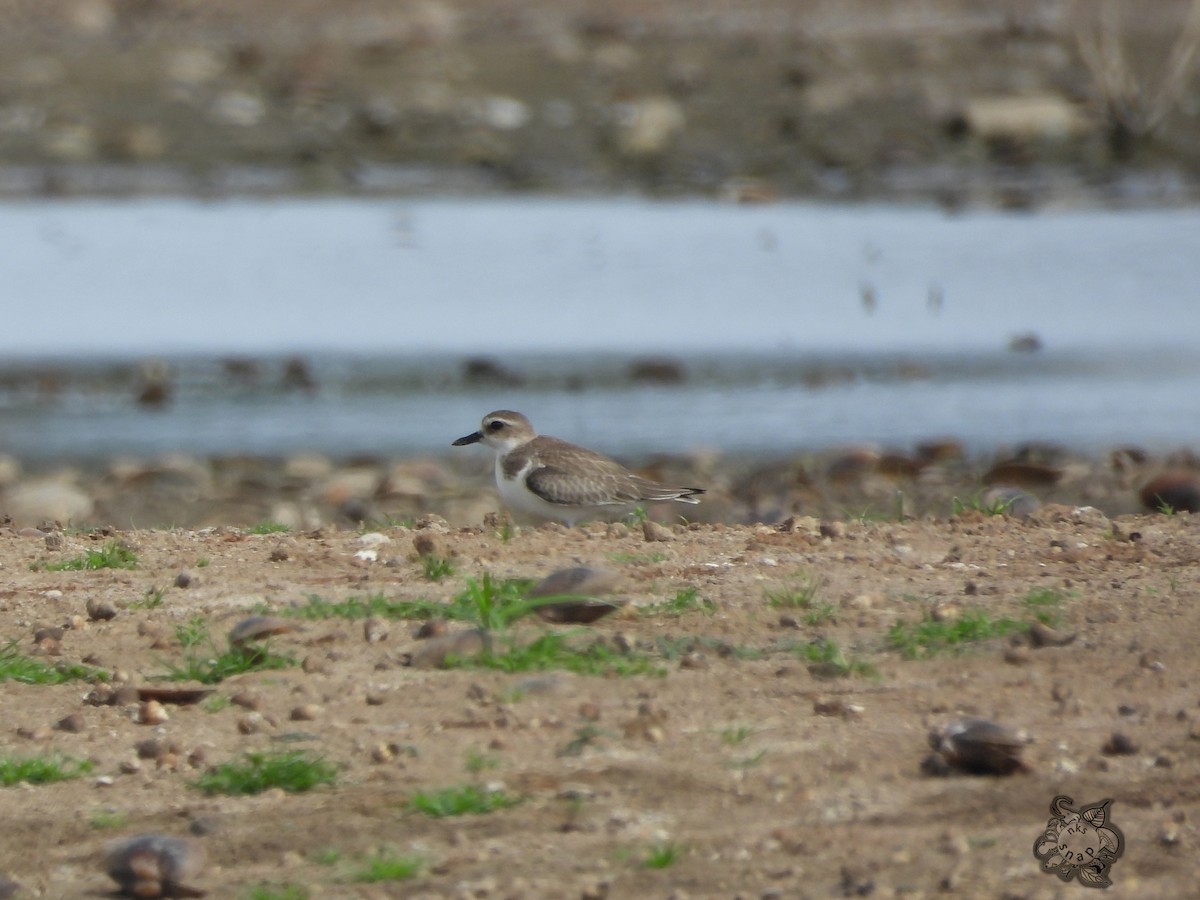 Greater Sand-Plover - ML609196894