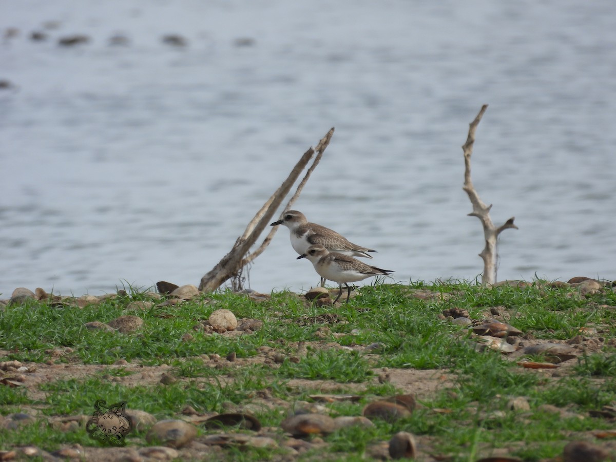 Greater Sand-Plover - ML609196895