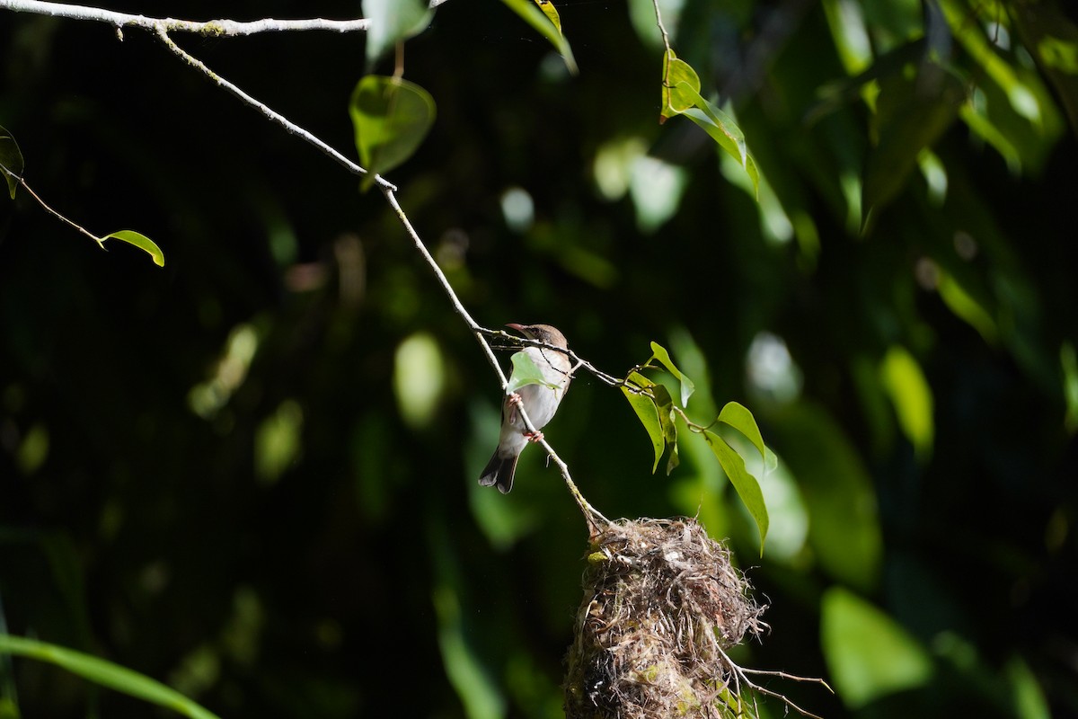 Brown-backed Honeyeater - Matt Egan