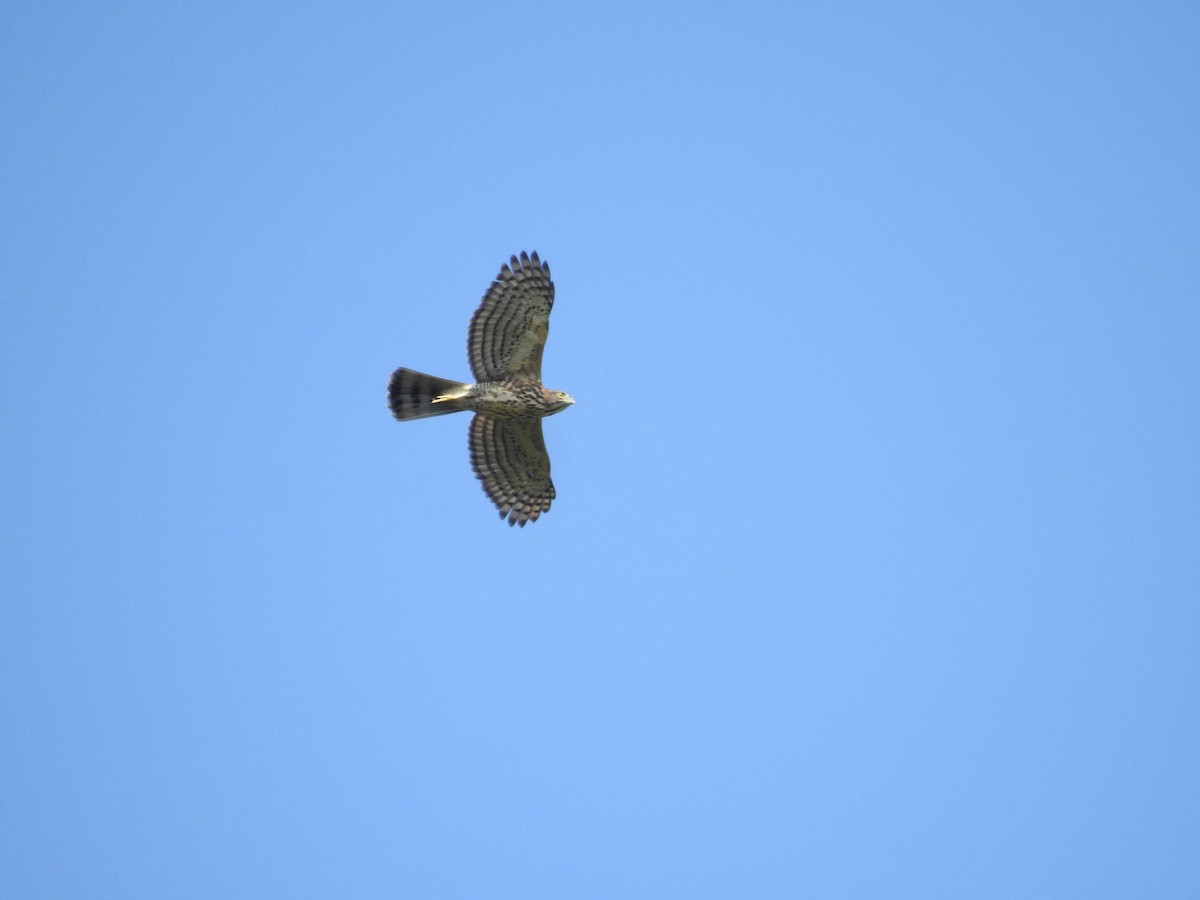 Crested Goshawk - Anonymous