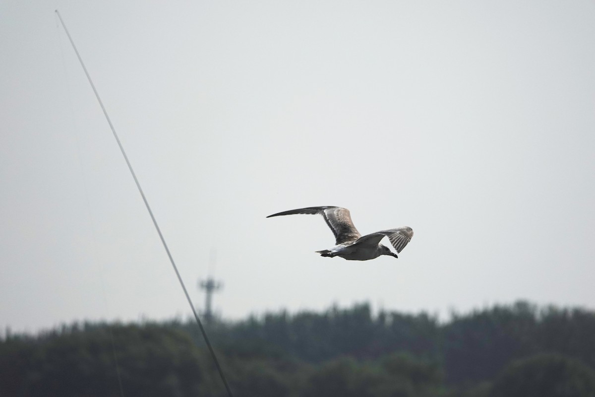 Pallas's Gull - ML609197044