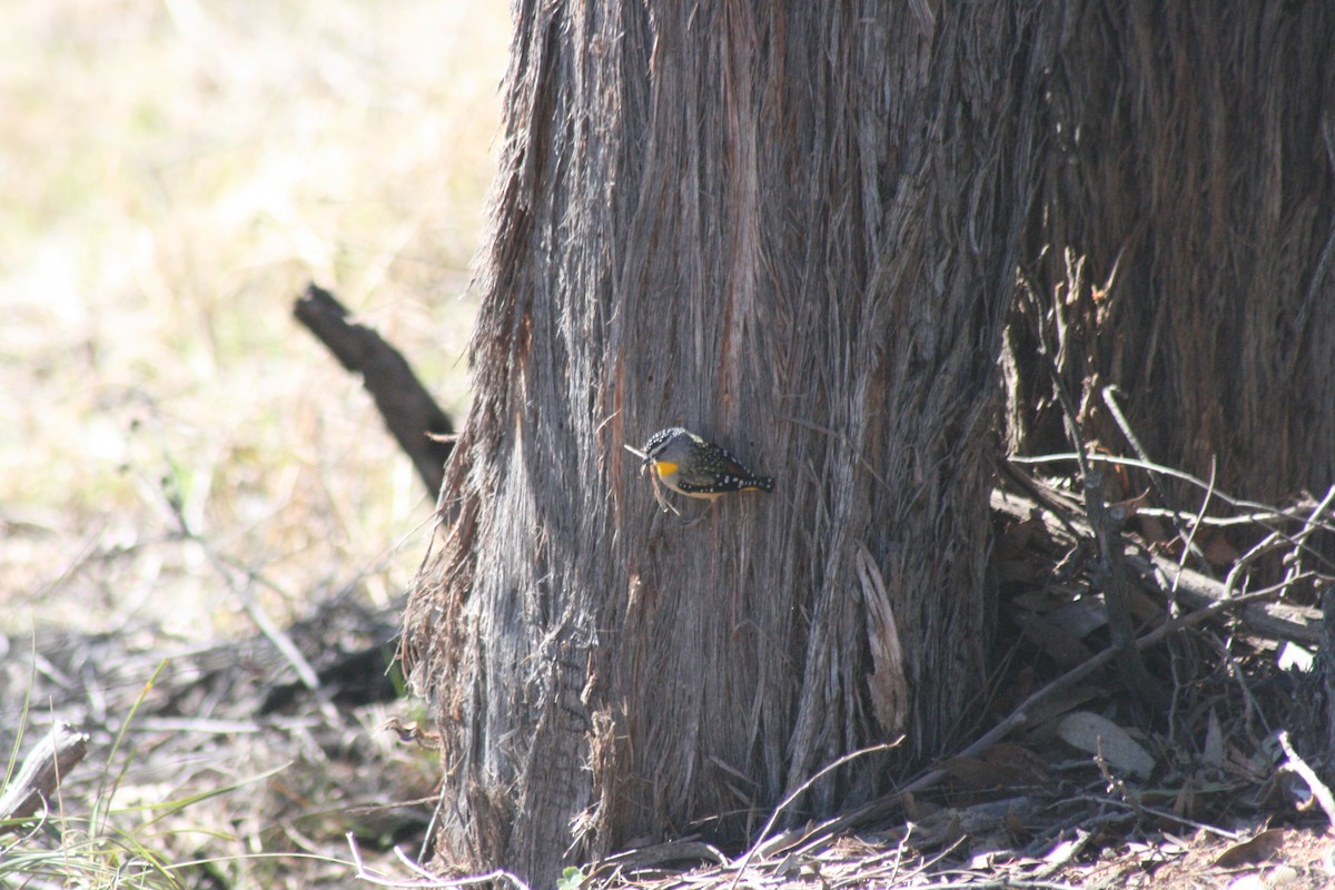 Pardalote Moteado - ML609197079