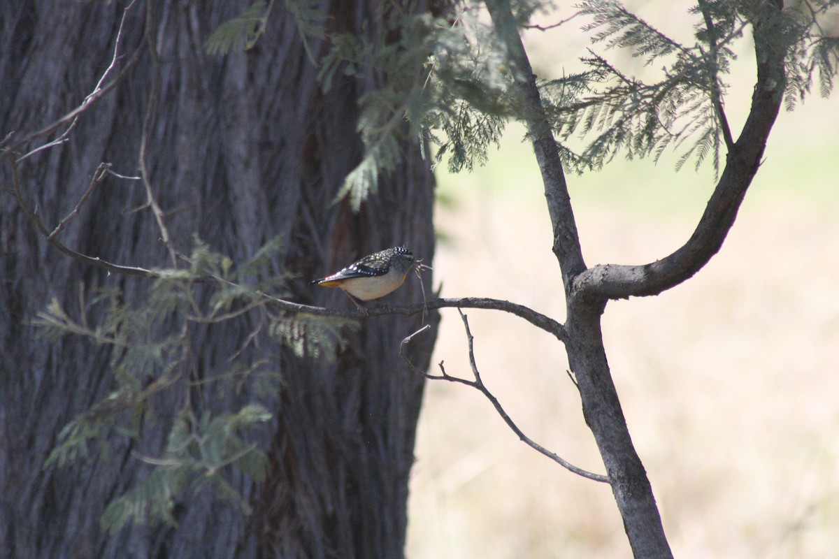 Pardalote Moteado - ML609197080