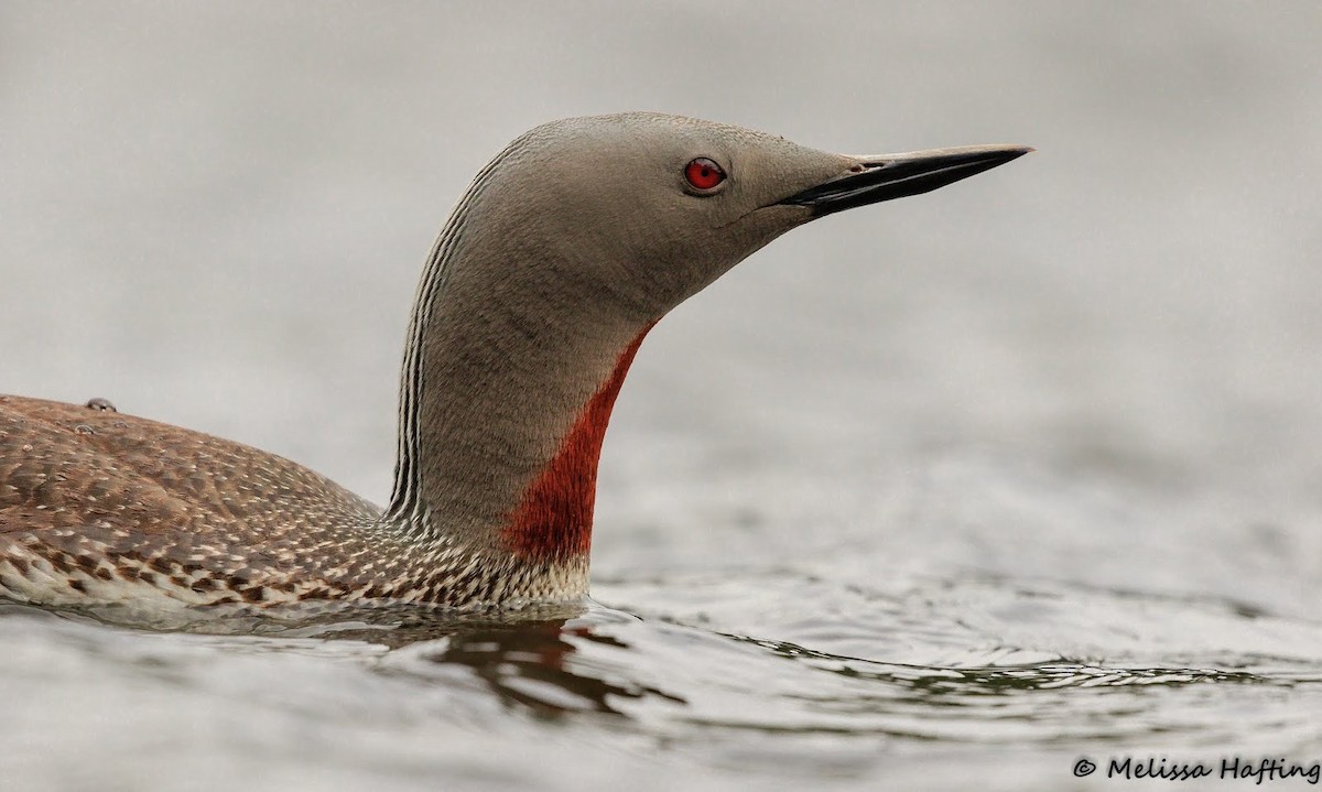 Red-throated Loon - Melissa Hafting
