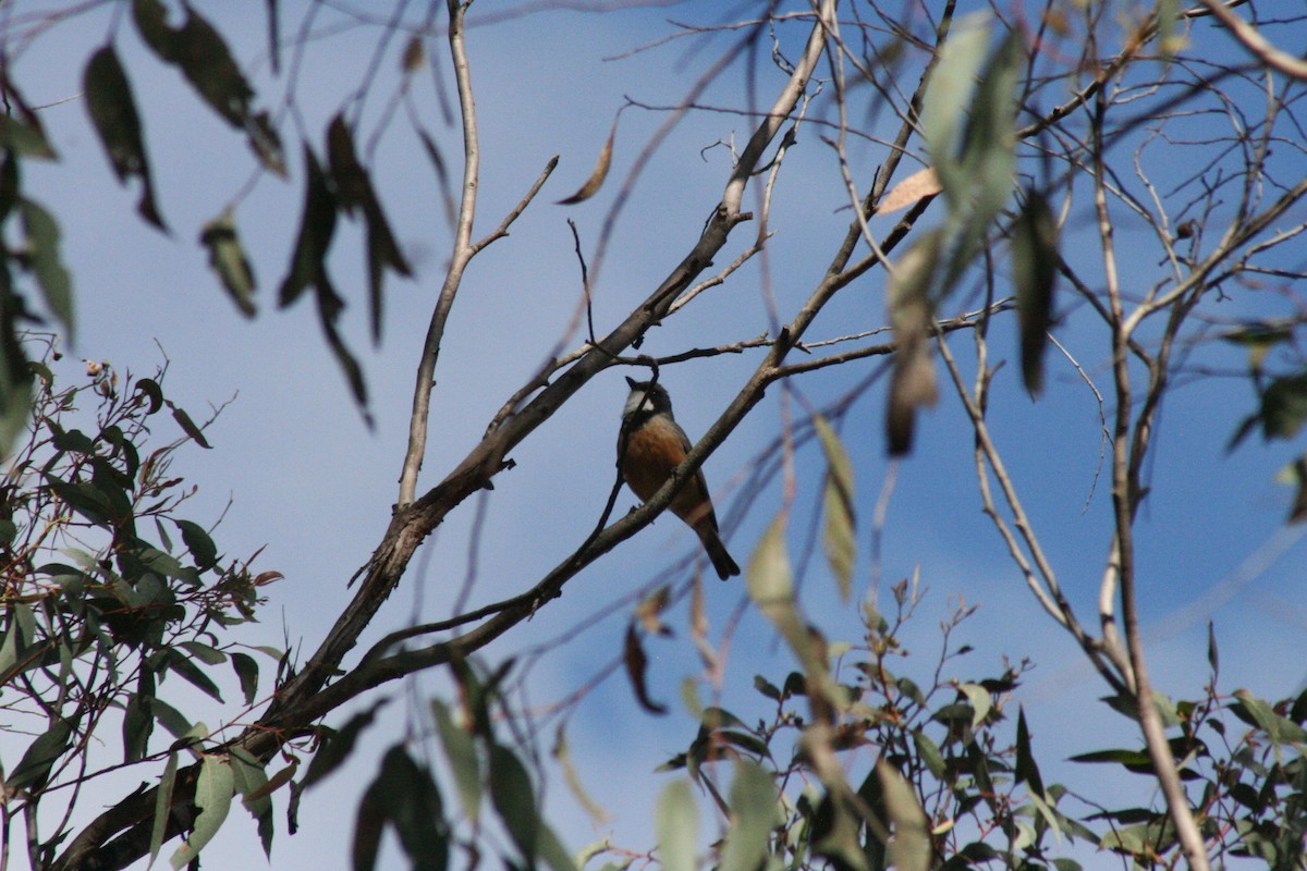 Rufous Whistler - ML609197144