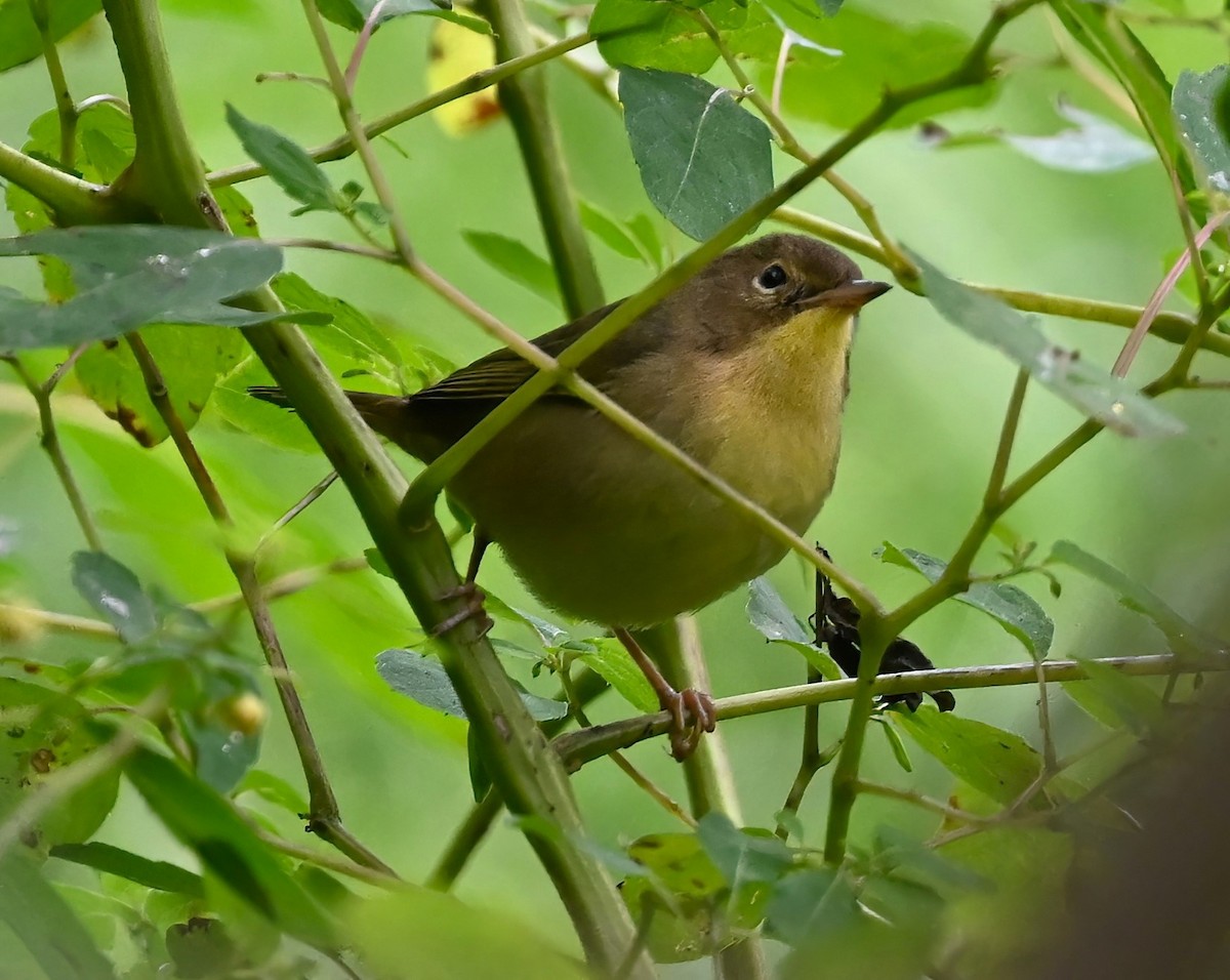 Common Yellowthroat - ML609197198