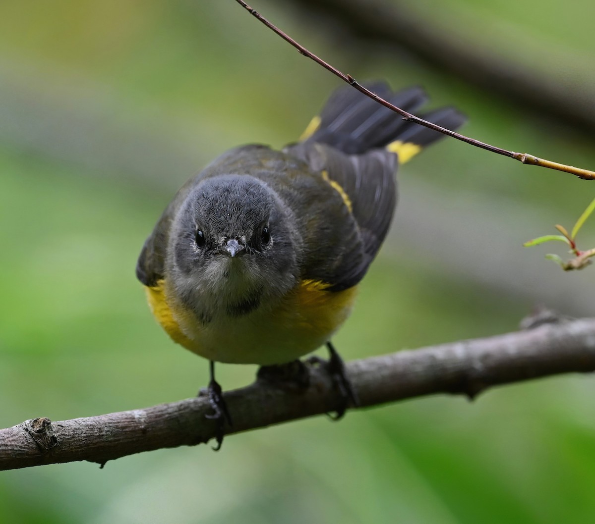 American Redstart - ML609197201