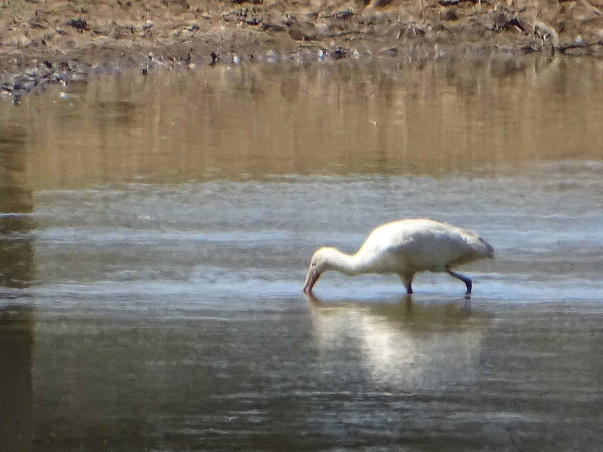 Yellow-billed Spoonbill - ML609197207