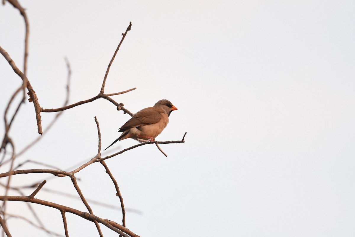 Long-tailed Finch - ML609197267