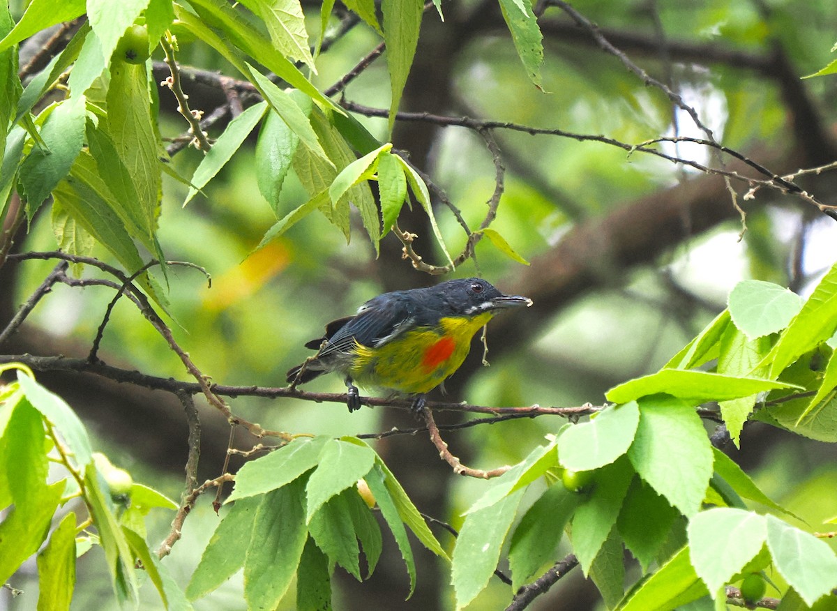 Crimson-breasted Flowerpecker - Luckchai Phonwijit