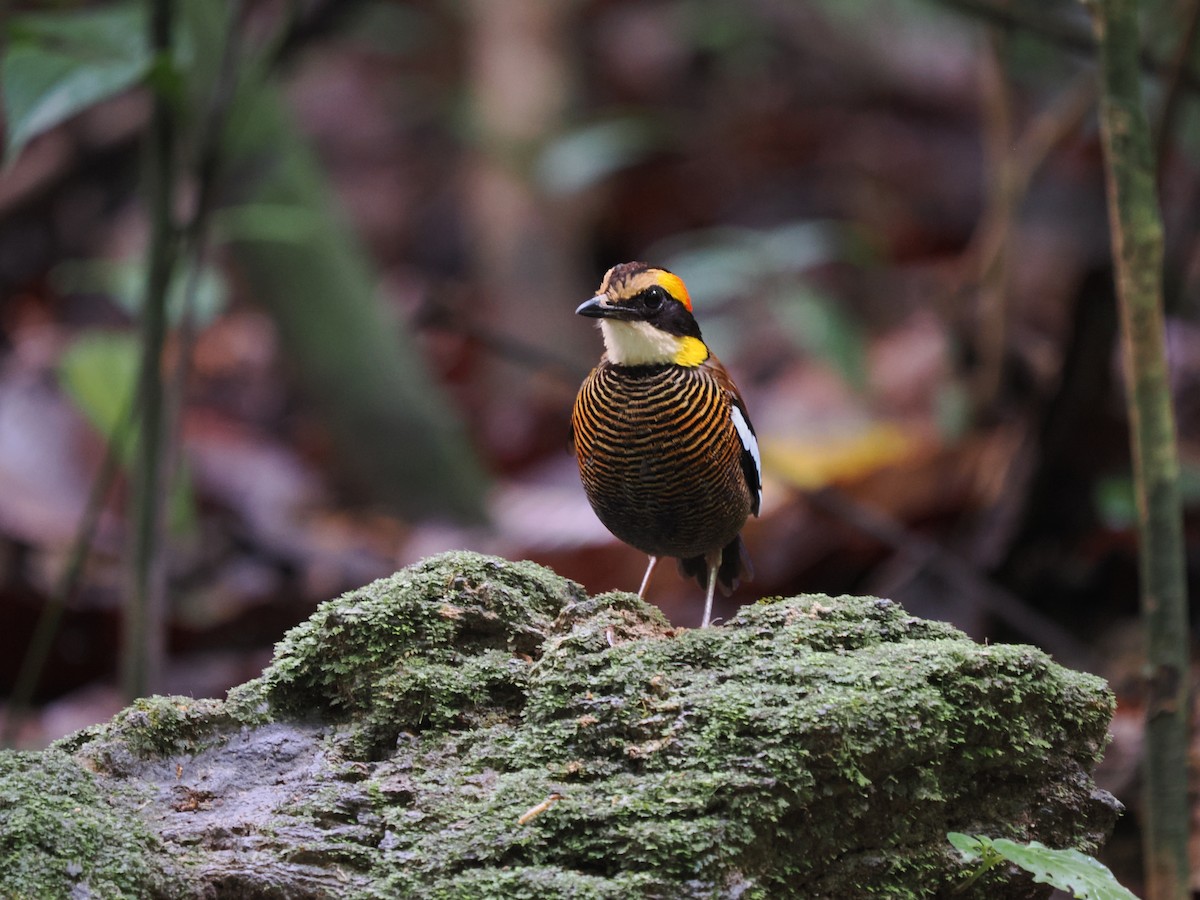 Malayan Banded-Pitta - ML609197317