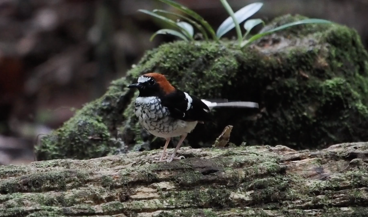 Chestnut-naped Forktail - ML609197402