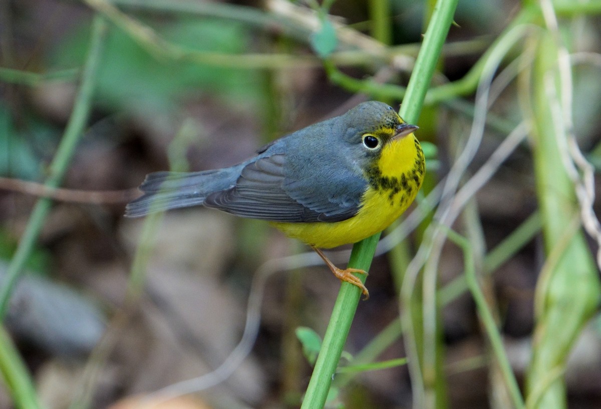 Canada Warbler - Bill Thompson