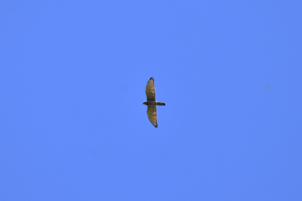 Gray-faced Buzzard - ML609197505