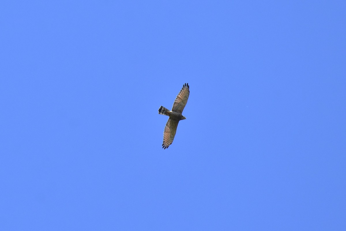 Gray-faced Buzzard - ML609197507