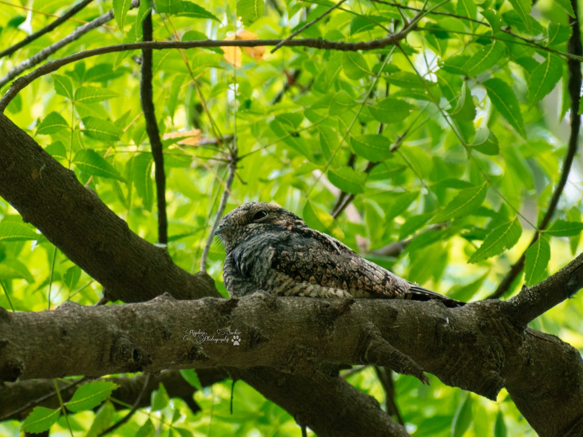 Jungle Nightjar - ML609197600