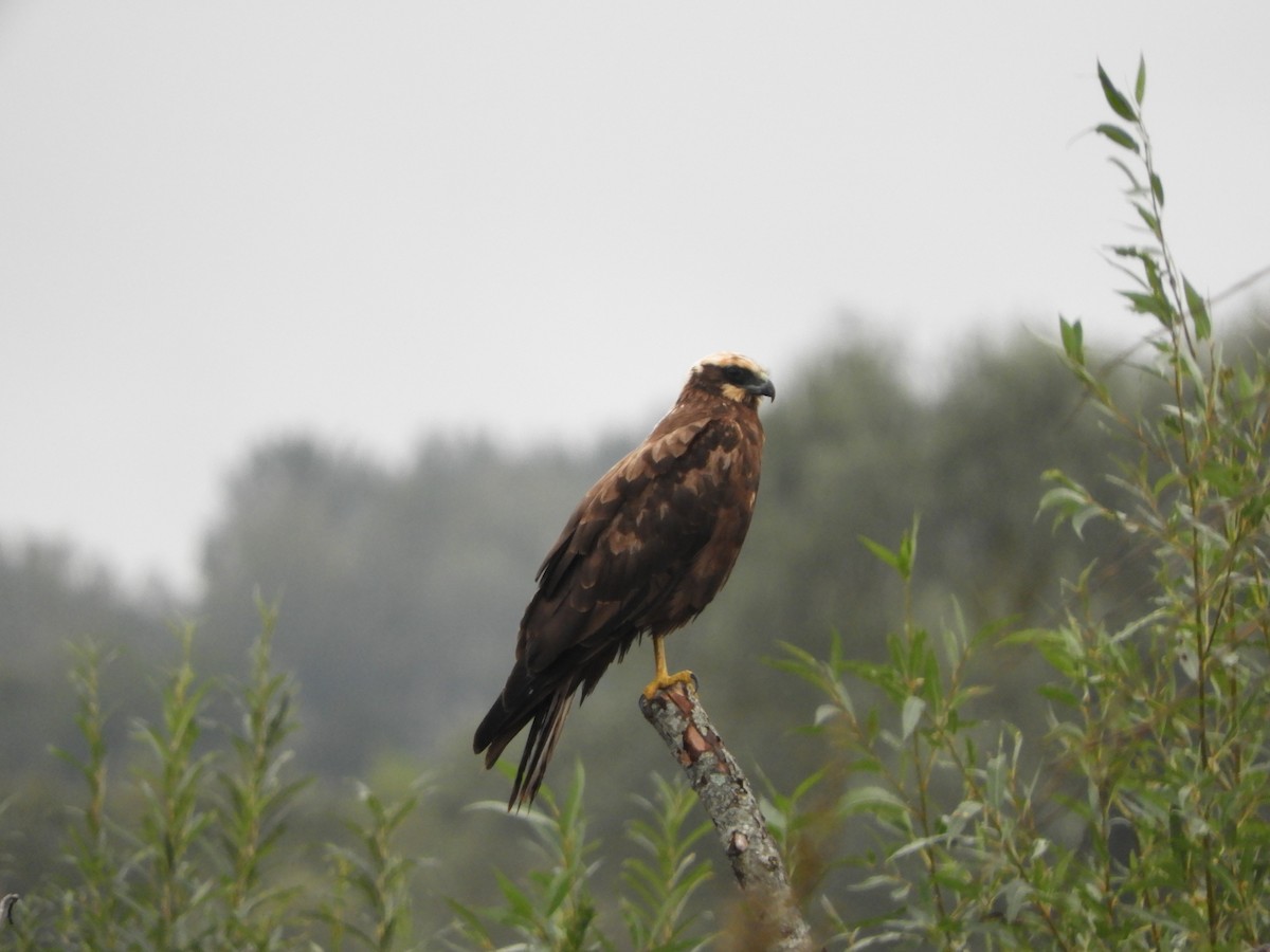 Western Marsh Harrier - ML609197611