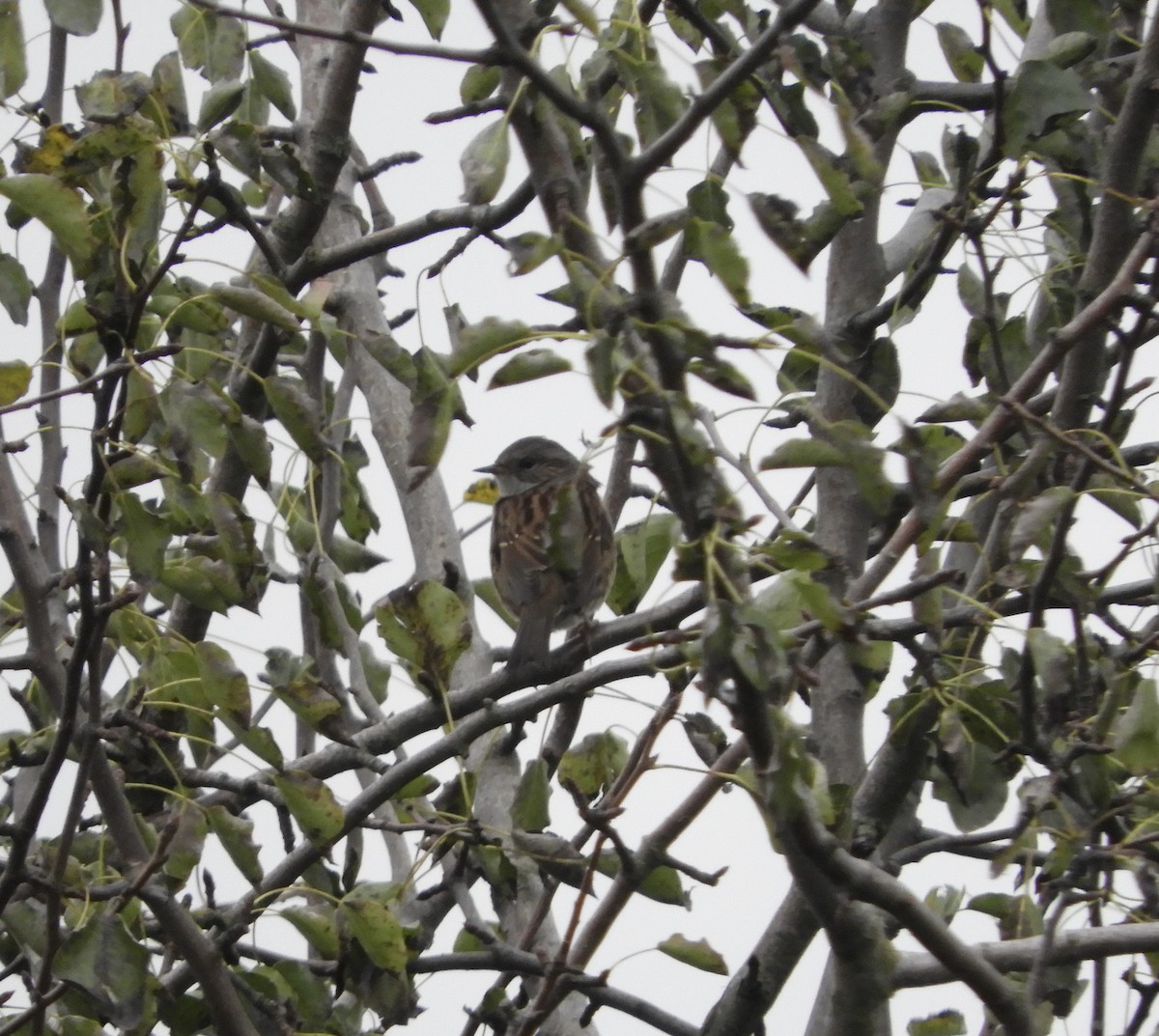 Dunnock - ML609197612