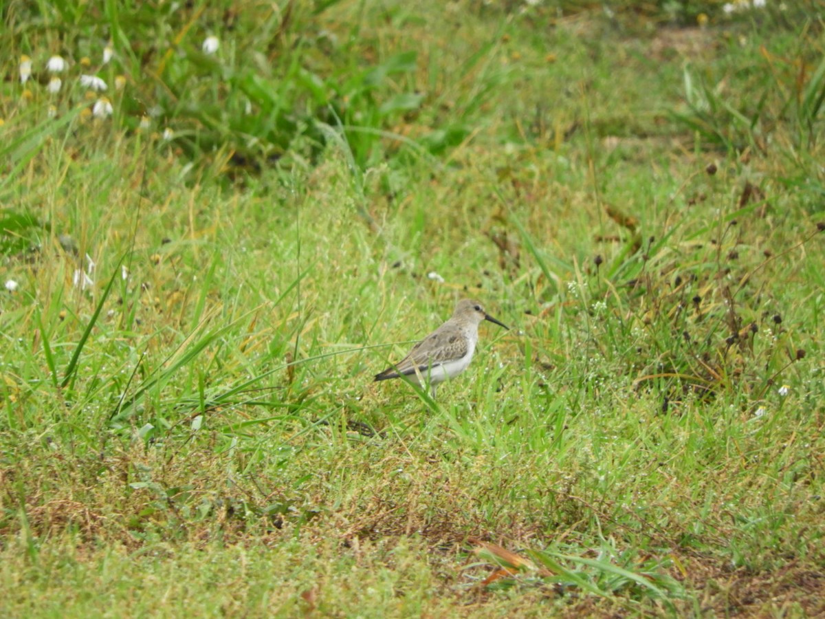 Dunlin - ML609197614