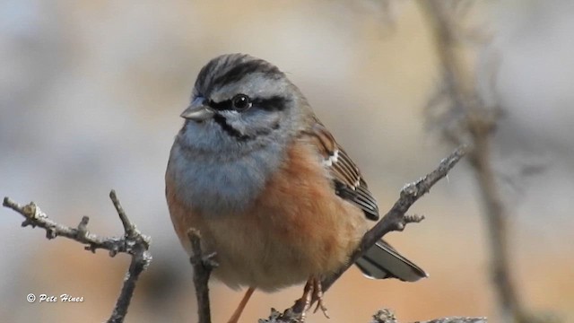 Rock Bunting - ML609197636