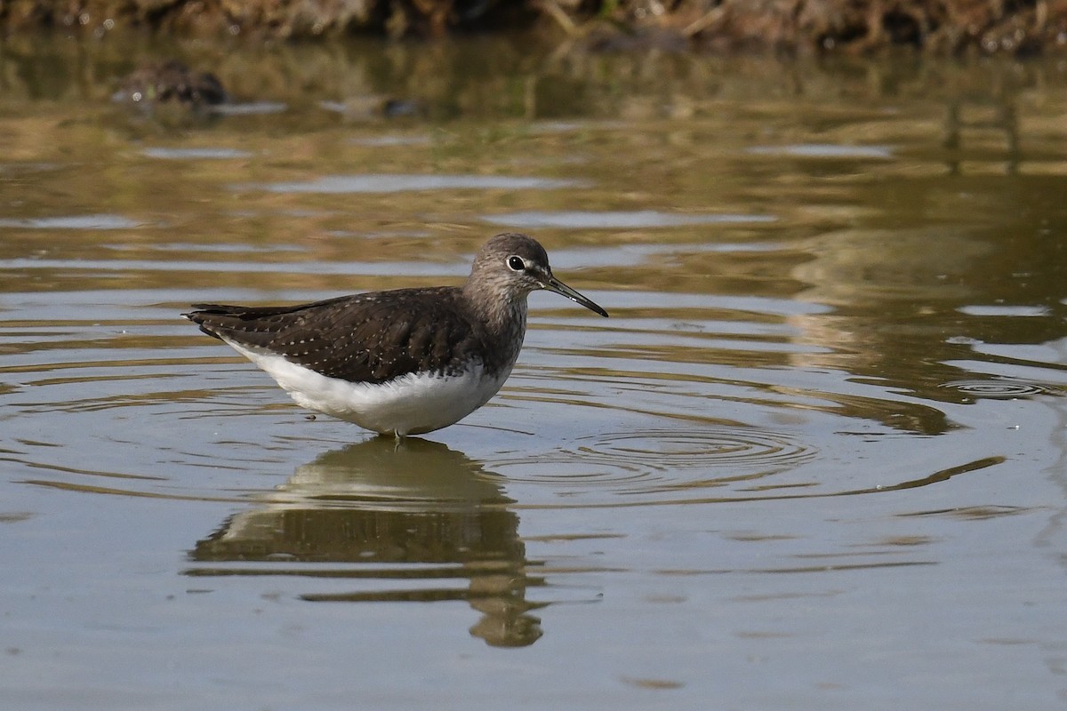 Green Sandpiper - ML609197844