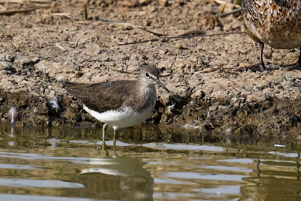 Green Sandpiper - ML609197847