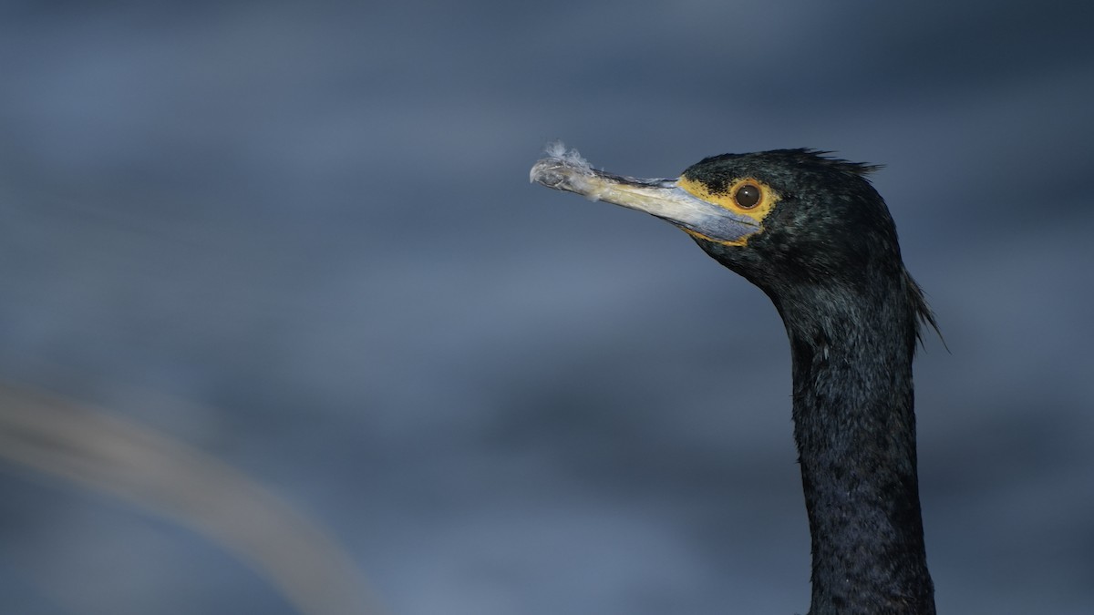 Cormorán Carirrojo - ML609197922