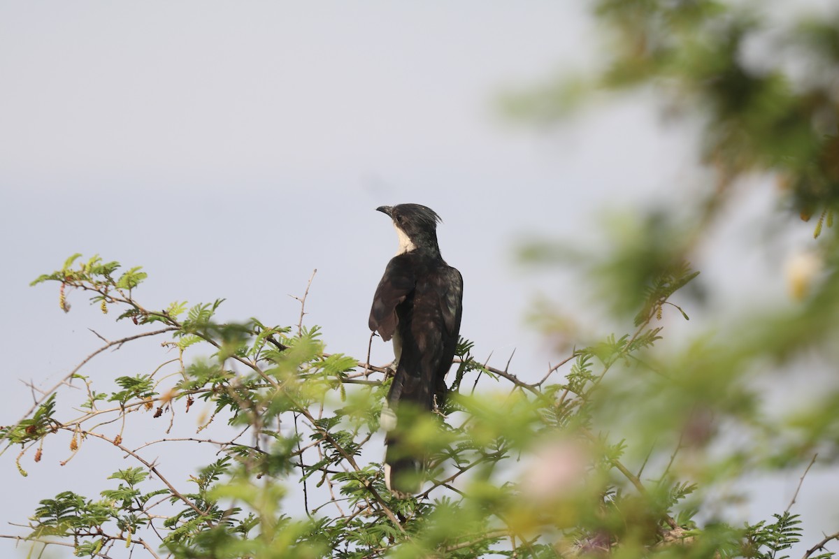 Pied Cuckoo - ML609197984