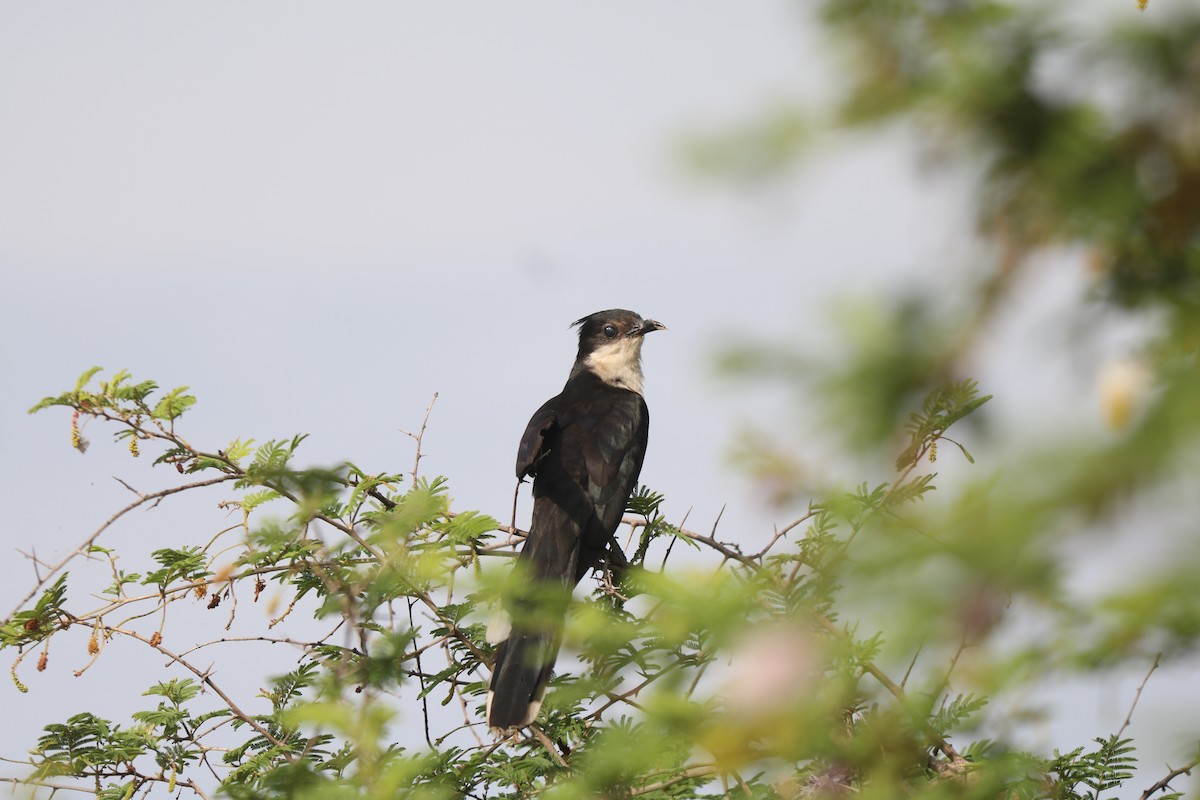 Pied Cuckoo - ML609197985