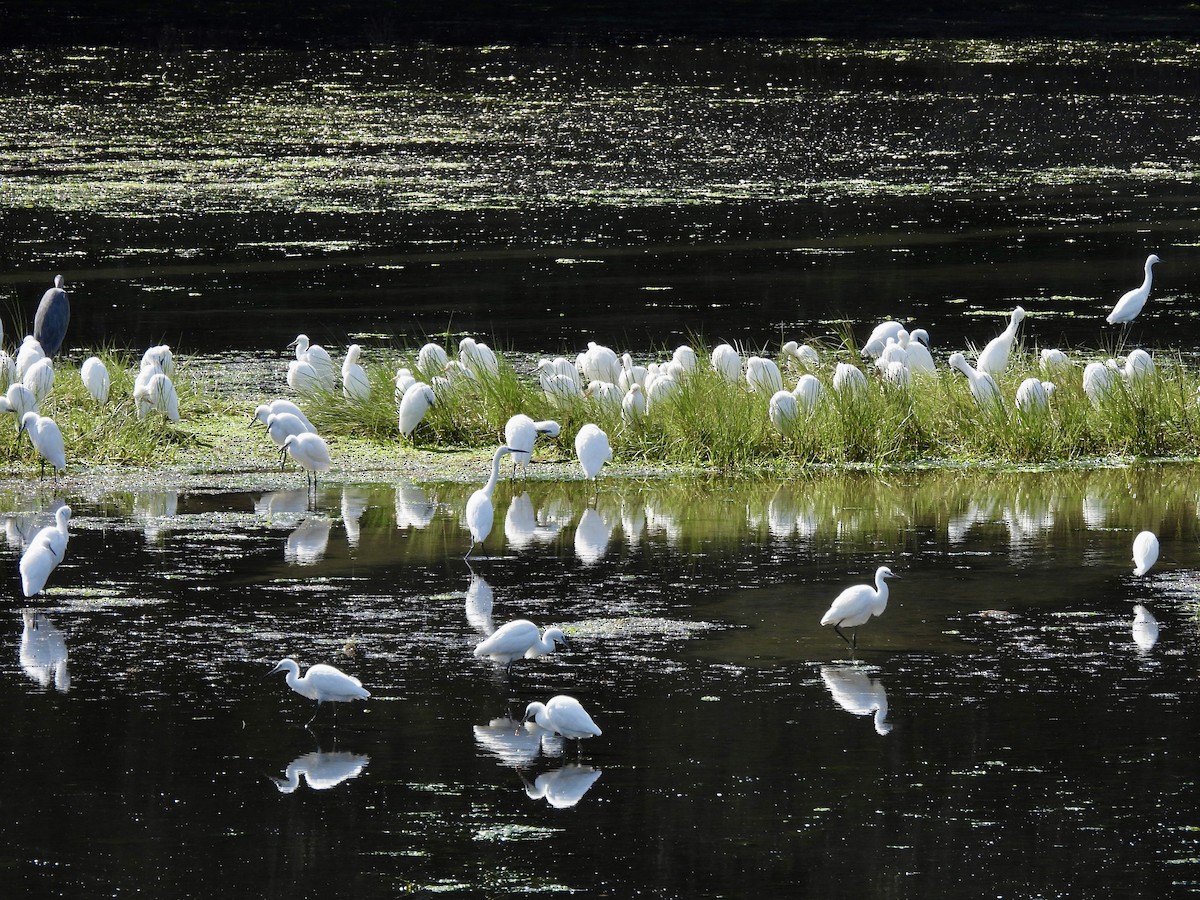 Aigrette garzette - ML609198080