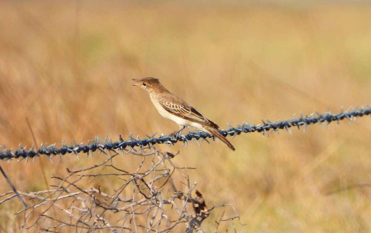 White-winged Triller - ML609198081