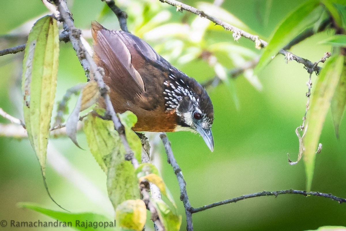 Spot-necked Babbler - Ramachandran Rajagopal