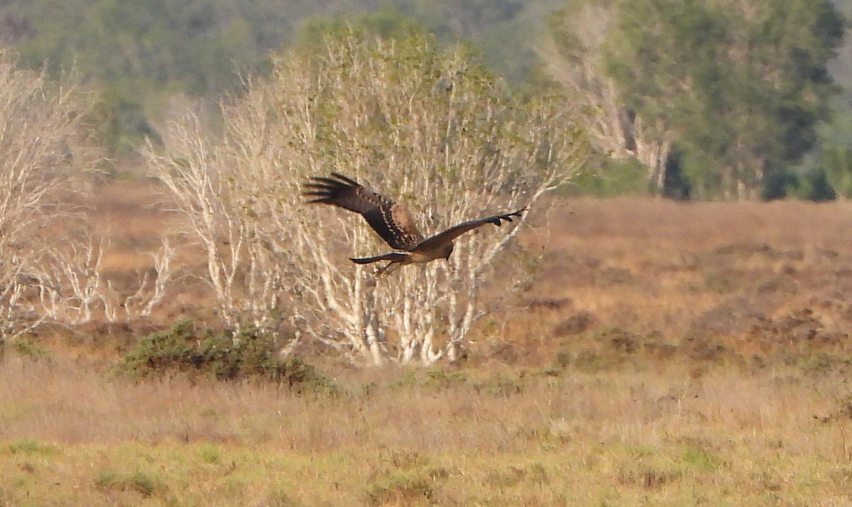 Spotted Harrier - ML609198179