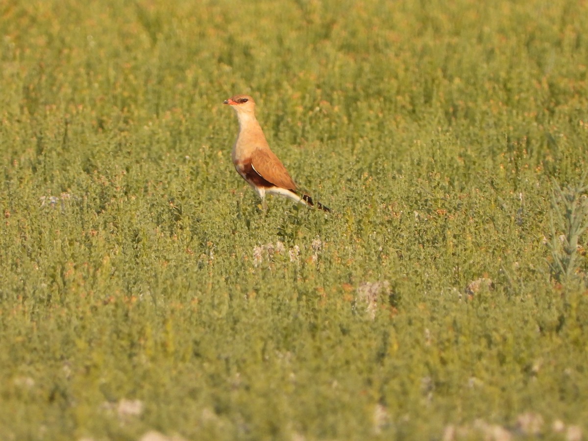 Australian Pratincole - Andrew Guy