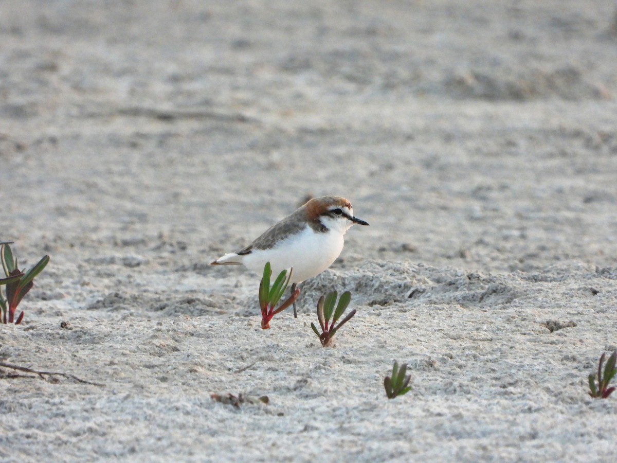 Red-capped Plover - ML609198252