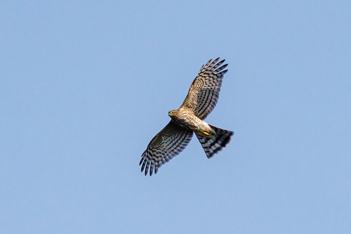 Sharp-shinned Hawk - ML609198297