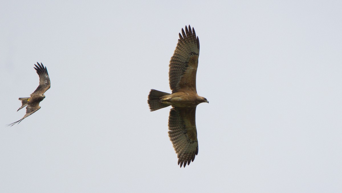 Bonelli's Eagle - Mandar TIJARE